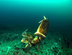 two male loggerhead turtles met and did NOT like each oth... by Fiona Ayerst 